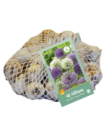 [JUB321150] X   40 ALLIUM PAARS - WIT 10/12
