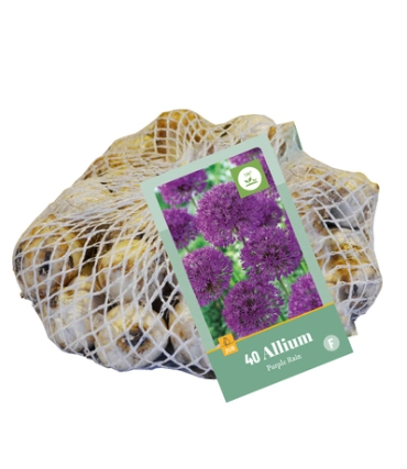 [JUB321160] X   40 ALLIUM PURPLE RAIN 10/12