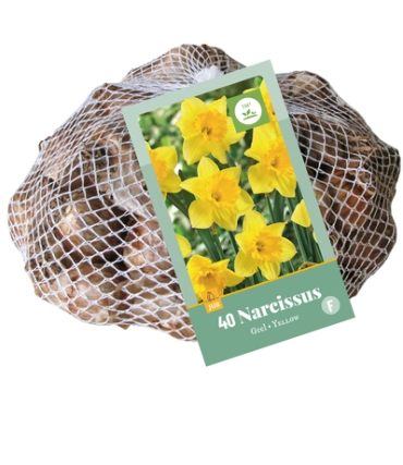 [JUB320450] X   40 NARCISSUS GEEL 10/12