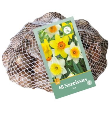 [JUB320600] X   40 NARCISSUS GROOTKRONIG MIX 10/12