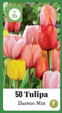 [JUB320100] X   40 TULIPA DARWIN HYBRIDE MIX 11/12