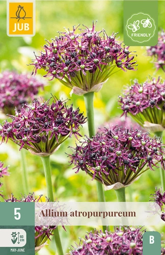 X   5 ALLIUM ATROPURPUREUM 10/+