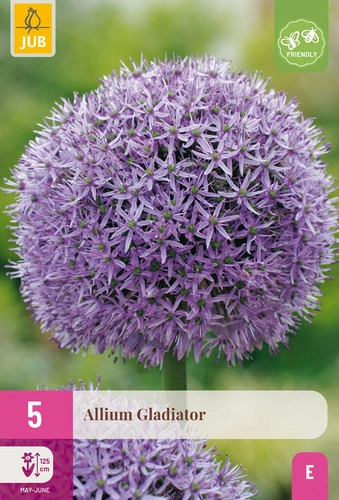 [JUB323500] X   5 ALLIUM GLADIATOR 16/18