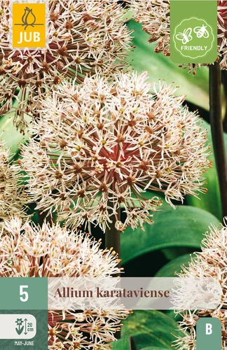 X   5 ALLIUM KARATAVIENSE 12/14