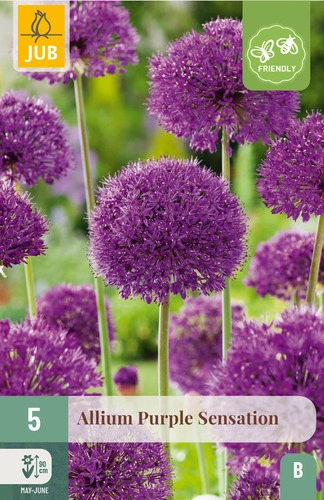 [JUB308270] X   5 ALLIUM PURPLE SENSATION 12/14