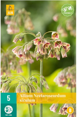 X   5 ALLIUM SICULUM 10/12