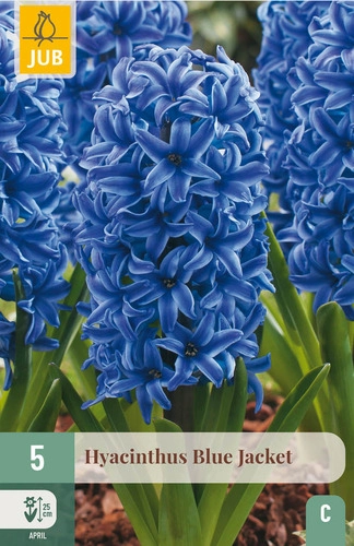 [JUB300310] X   5 HYACINTHUS BLUE JACKET 15/16