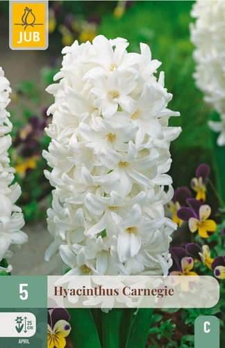 [JUB300340] X   5 HYACINTHUS CARNEGIE 15/16