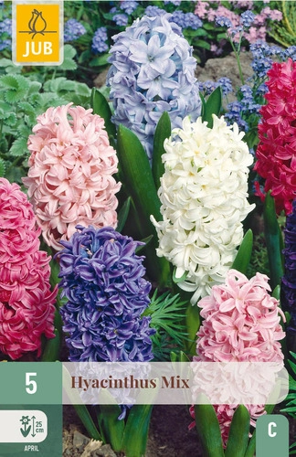 [JUB300810] X   5 HYACINTHUS MIX 15/16