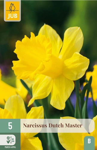 [JUB305530] X   5 NARCISSUS DUTCH MASTER 12/14