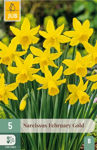 [JUB306710] X   5 NARCISSUS FEBRUARY GOLD 12/14