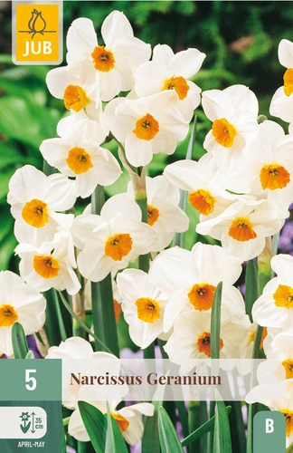 X   5 NARCISSUS GERANIUM 12/14