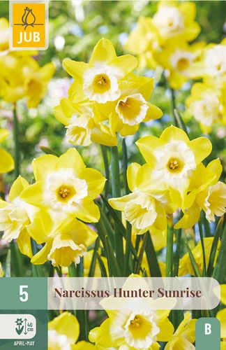 X   5 NARCISSUS HUNTER SUNRISE 10/12