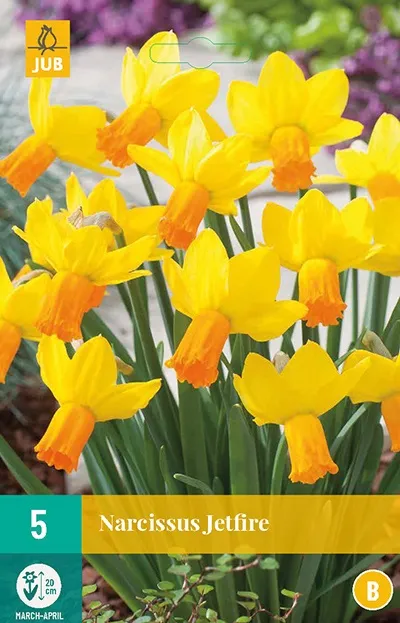 [JUB306860] X   5 NARCISSUS JETFIRE 12/14