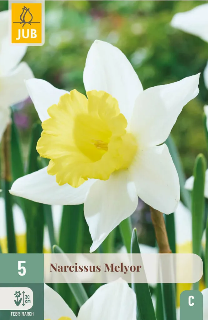 [JUB305640] X   5 NARCISSUS MELYOR 12/14