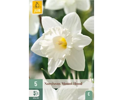 [JUB305560] X   5 NARCISSUS MOUNT HOOD 12/14