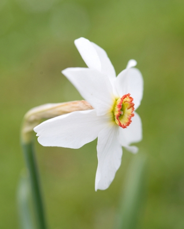 X   5 NARCISSUS RECURVUS 12/14