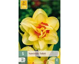 [JUB306180] X   5 NARCISSUS TAHITI 12/14
