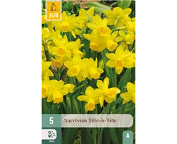 X   5 NARCISSUS TETE-A-TETE 11/12