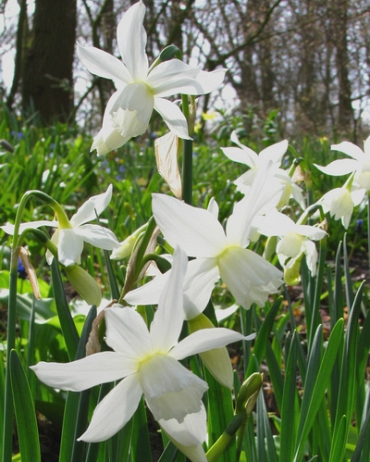 [JUB306979] X   5 NARCISSUS TRIANDRUS THALIA 10/12