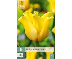 [JUB302987] X   5 TULIPA YELLOW CROWN 11/12