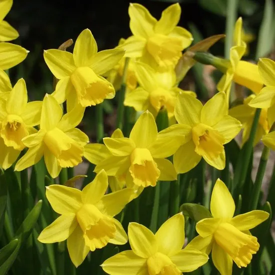 X   50 NARCISSUS  TETE-A-TETE 10/11