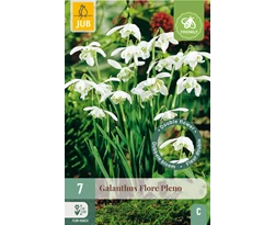 X   7 GALANTHUS FLORE PLENO 5/+