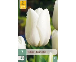 [JUB302510] X   7 TULIPA CLEARWATER 11/12