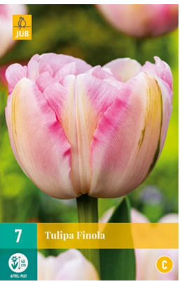 [JUB304070] X   7 TULIPA FINOLA 11/12
