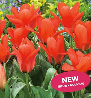 X   7 TULIPA ORIENTAL BEAUTY 11/12