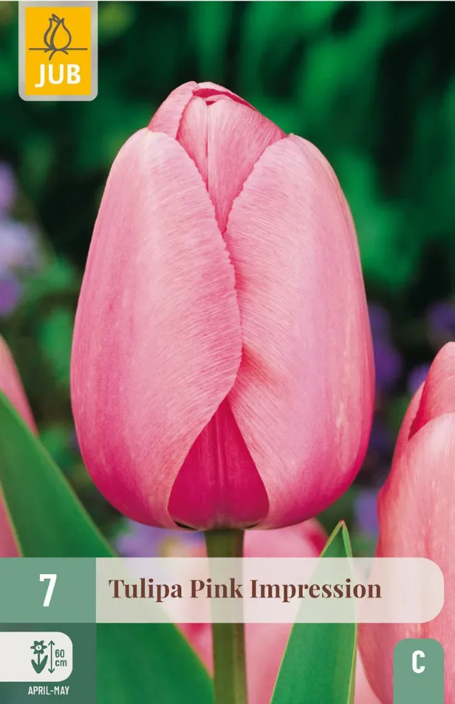 [JUB302320] X   7 TULIPA PINK IMPRESSION 11/12