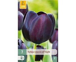 [JUB302600] X   7 TULIPA QUEEN OF NIGHT 11/12