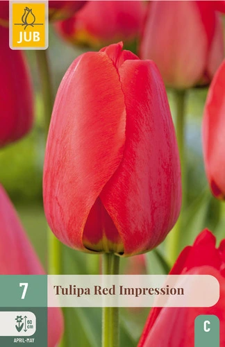 [JUB302350] X   7 TULIPA RED IMPRESSION 11/12