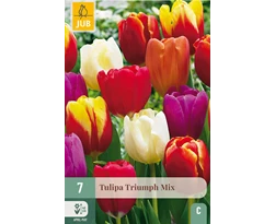 [JUB302140] X   7 TULIPA TRIUMPH MIX 11/12