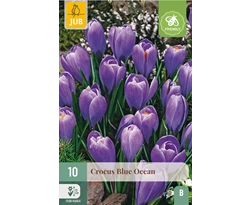 [JUB307310] X 10 CROCUS BLUE OCEAN 8/9