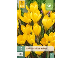 X 10 CROCUS GOLDEN YELLOW 8/9
