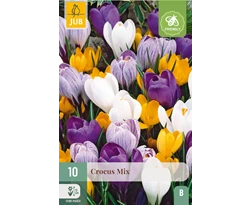 [JUB307510] X 10 CROCUS GROOTBLOEMIG MIX 8/9