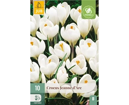 [JUB307420] X 10 CROCUS JEANNE DARC 8/9
