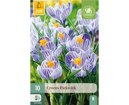 [JUB307450] X 10 CROCUS PICKWICK 8/9