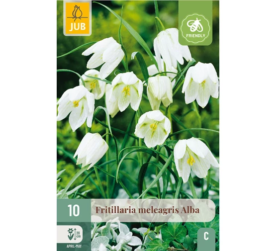 [JUB309851] X 10 FRITILLARIA MELEAGRIS ALBA 6/+