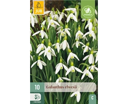 X 10 GALANTHUS ELWESII 5/6