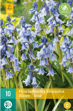 X 10 HYACINTHOIDES HISPANICA BLAUW 8/10
