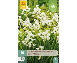 [JUB310190] X 10 HYACINTHOIDES HISPANICA WIT 8/10