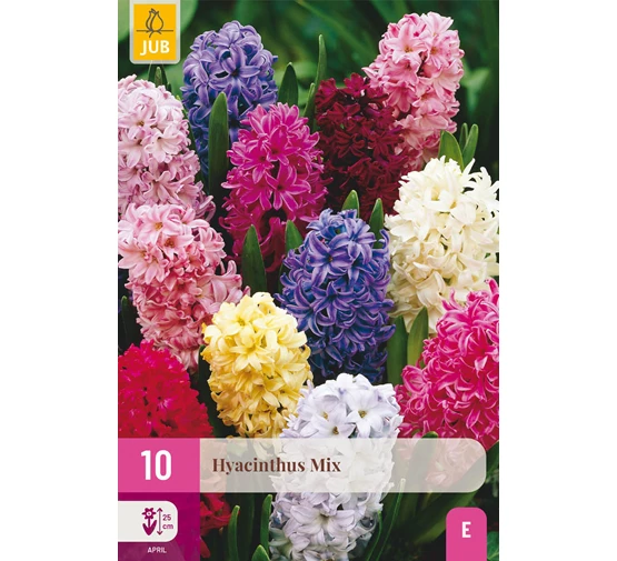 [JUB322090] X 10 HYACINTHUS MIX 14/15