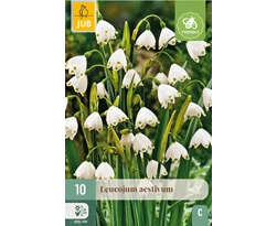 X 10 LEUCOJUM AESTIVUM 8/9