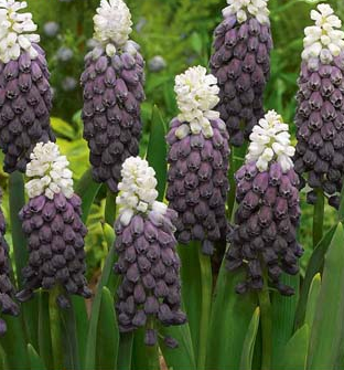 X 10 MUSCARI AZUREUM 6/+