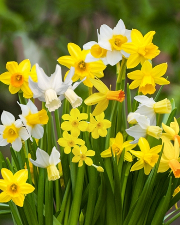 [JUB307040] X 10 NARCISSUS BOTANISCH MIX 10/12