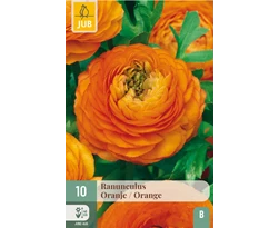 X 10 RANUNCULUS ORANJE 6/7