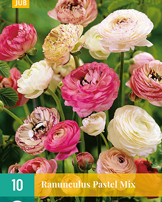 [JUB114695] X 10 RANUNCULUS PASTEL MIX 6/7