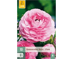[JUB114650] X 10 RANUNCULUS ROZE 6/7